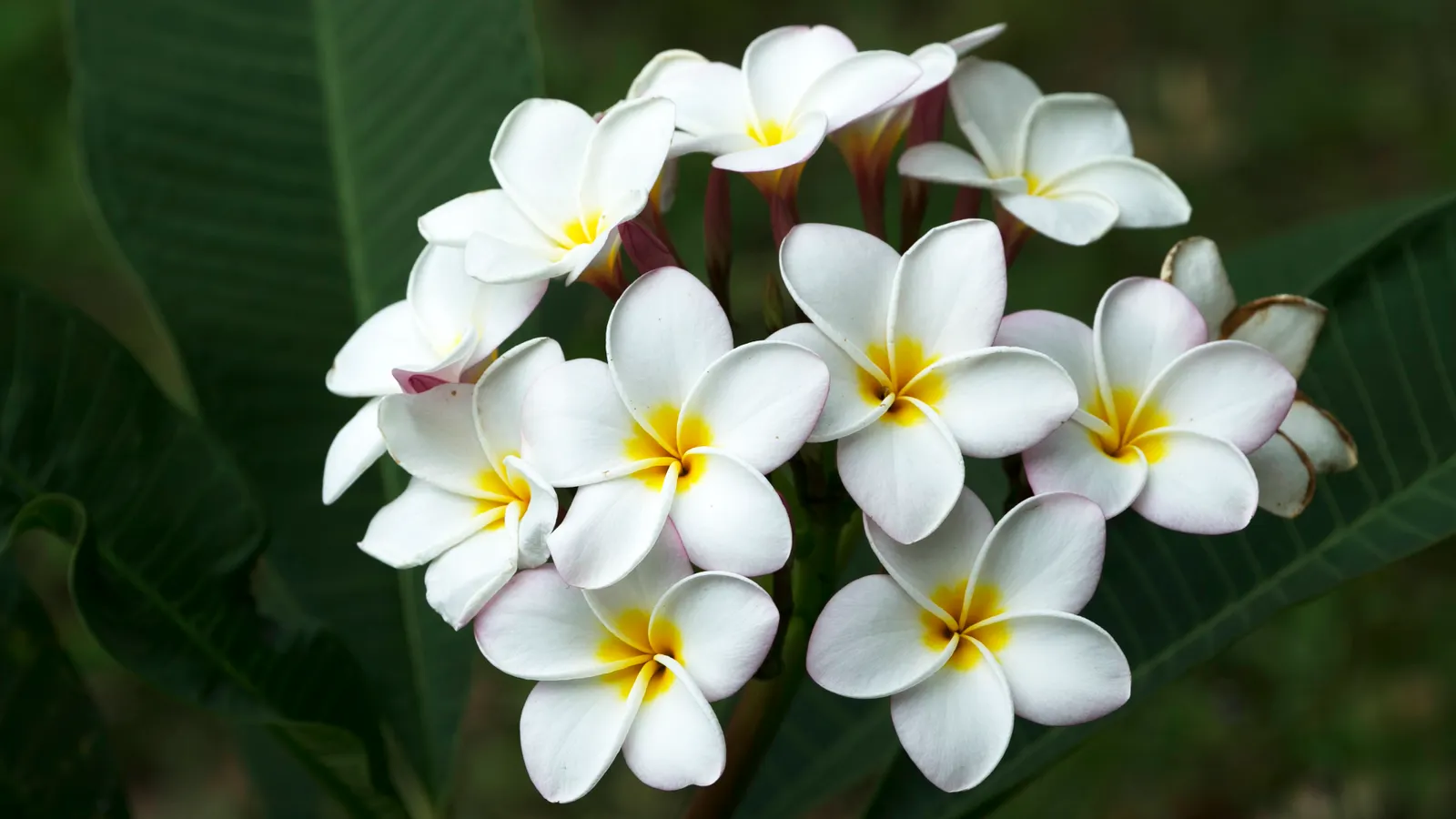 A cluster of white frangipani flowers