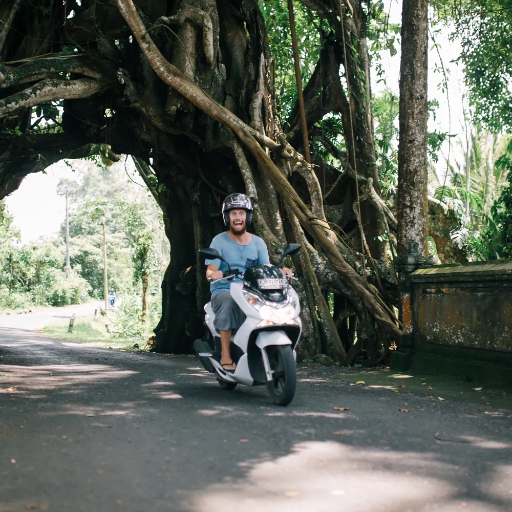 A scooter riding through a tunnel of old trees